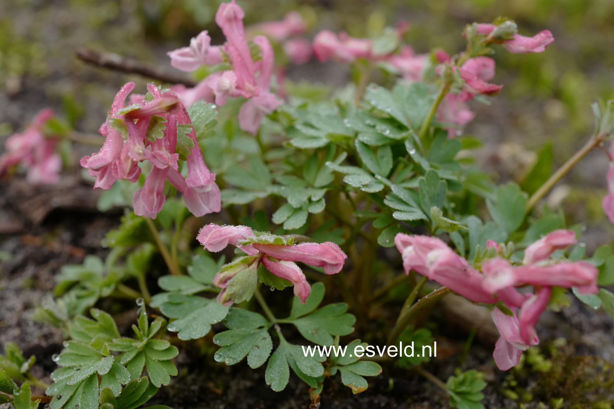 Corydalis solida