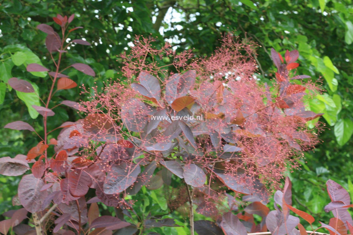 Cotinus 'Grace'