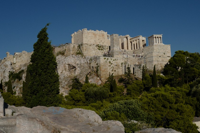 Cupressus sempervirens