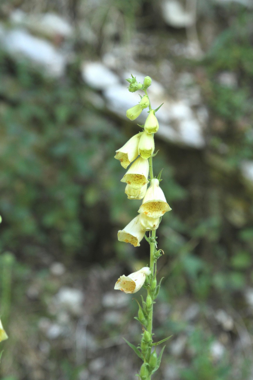 Digitalis grandiflora