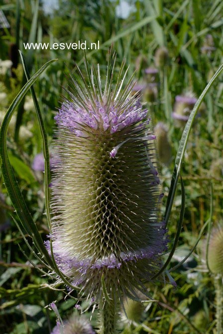 Dipsacus fullonum