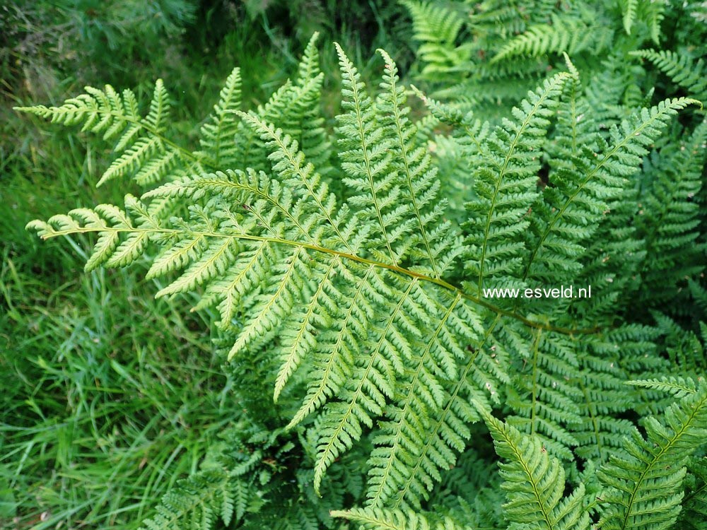 Dryopteris dilatata