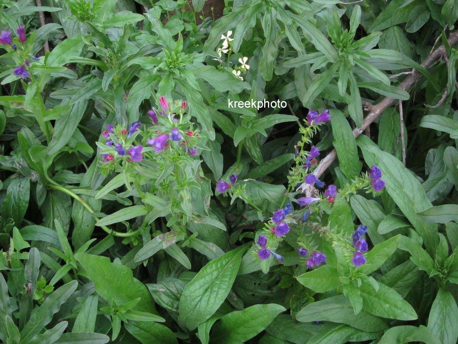 Echium vulgare