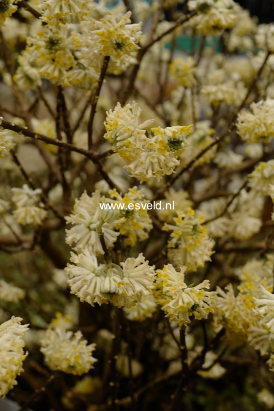 Edgeworthia chrysantha 'Grandiflora'
