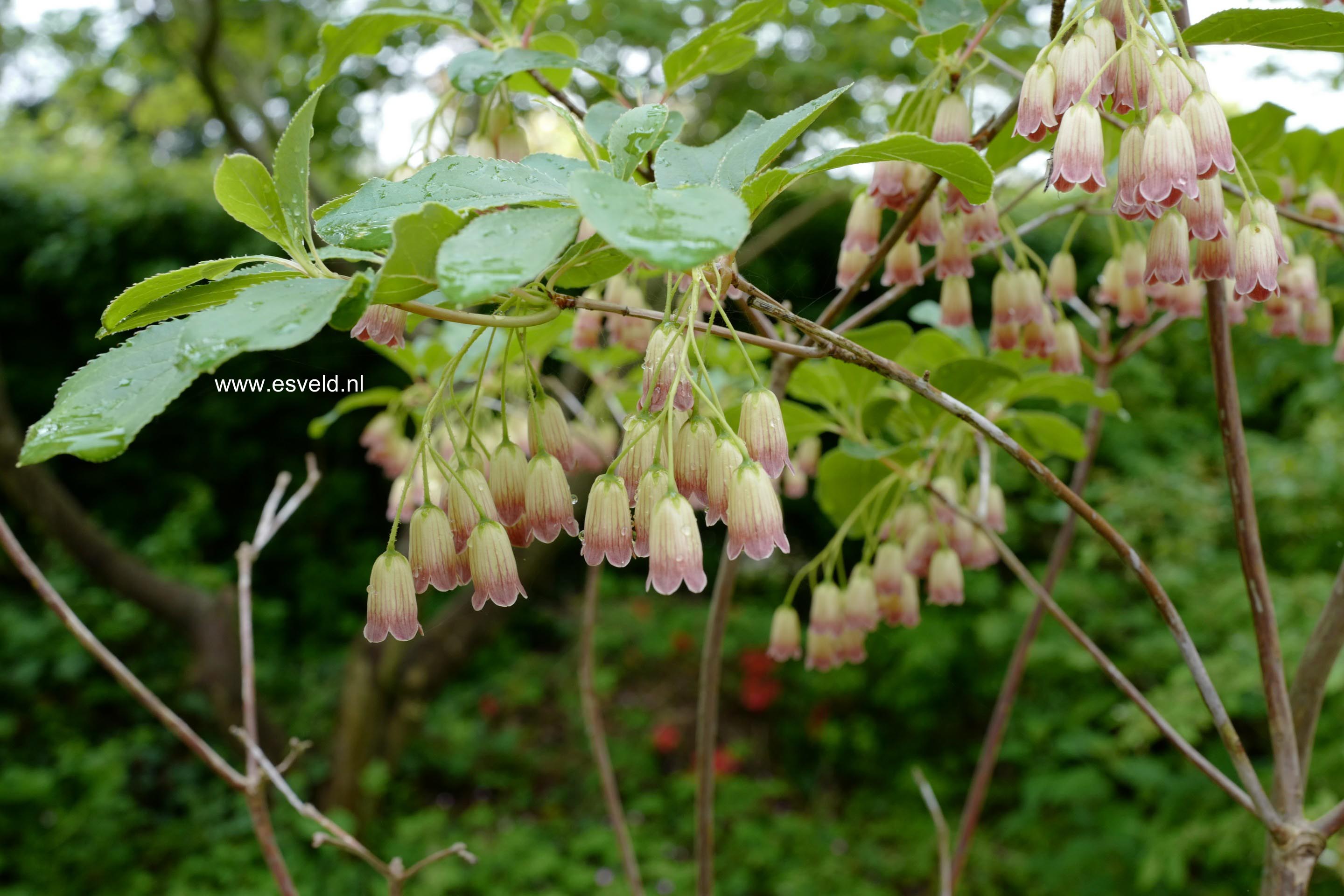 Enkianthus chinensis