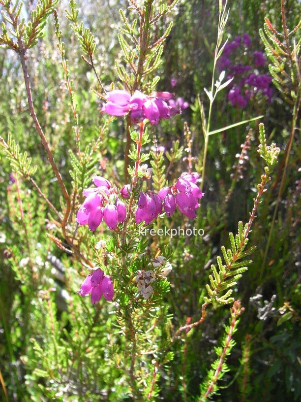 Erica tetralix
