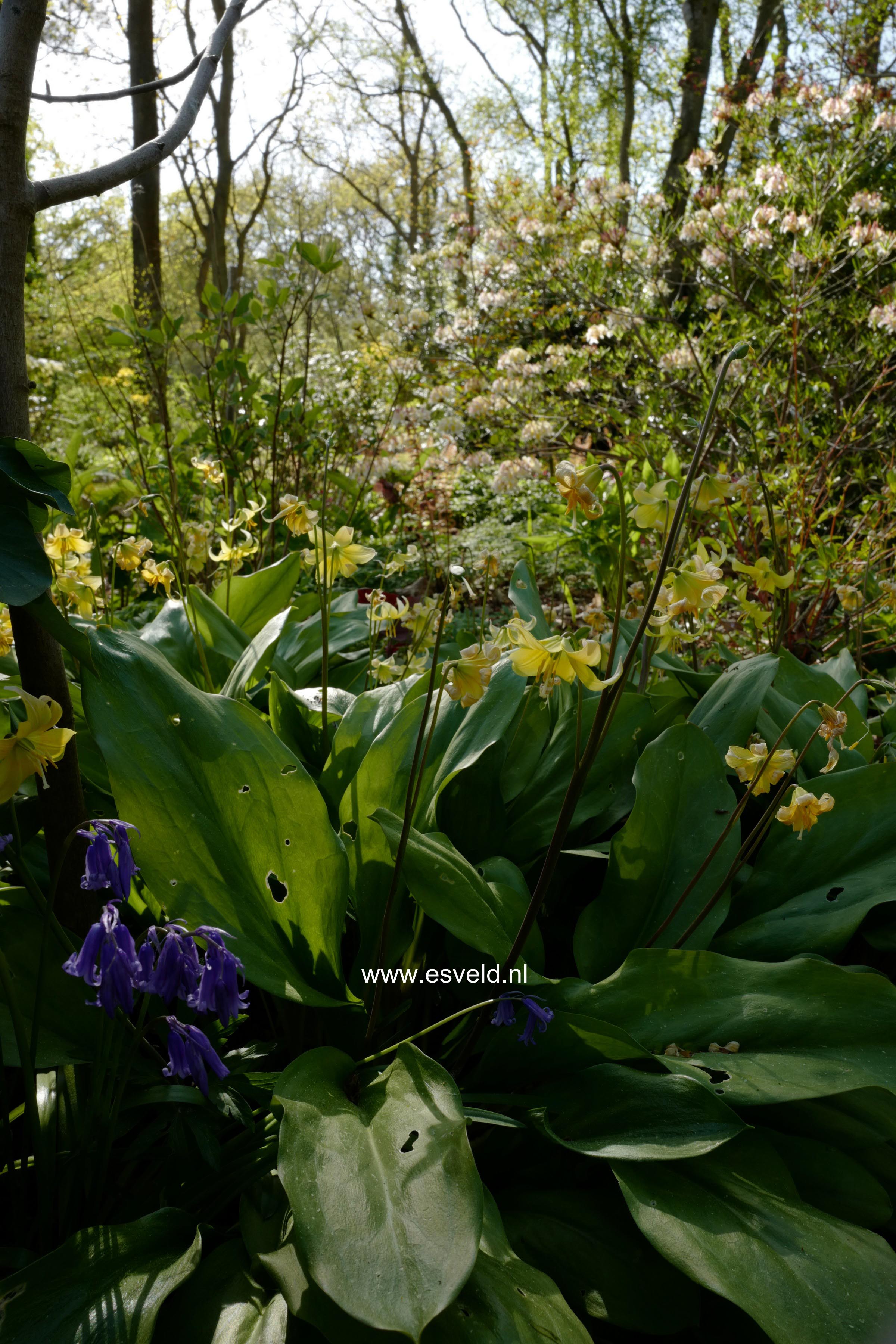 Erythronium 'Pagoda'