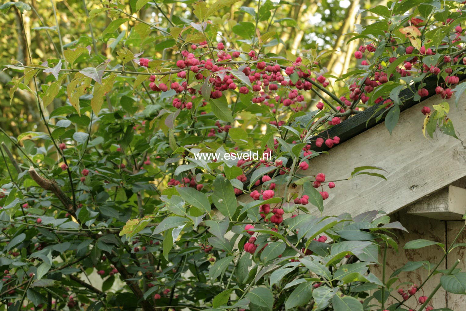 Euonymus europaeus 'Red Cascade'