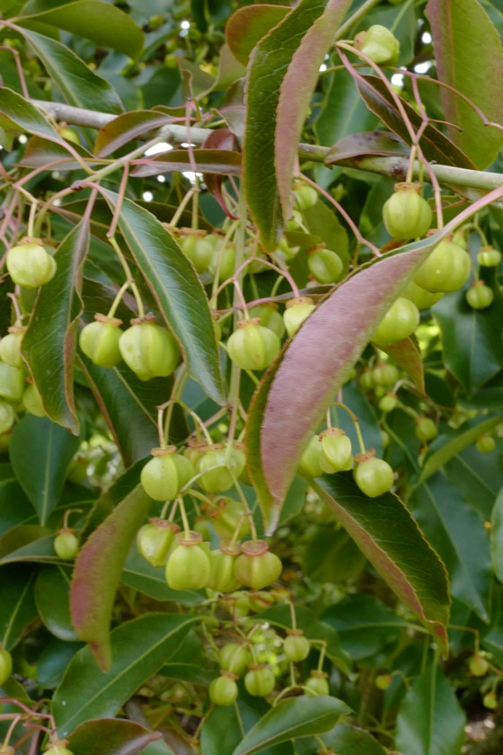 Euonymus grandiflorus 'Red Wine'