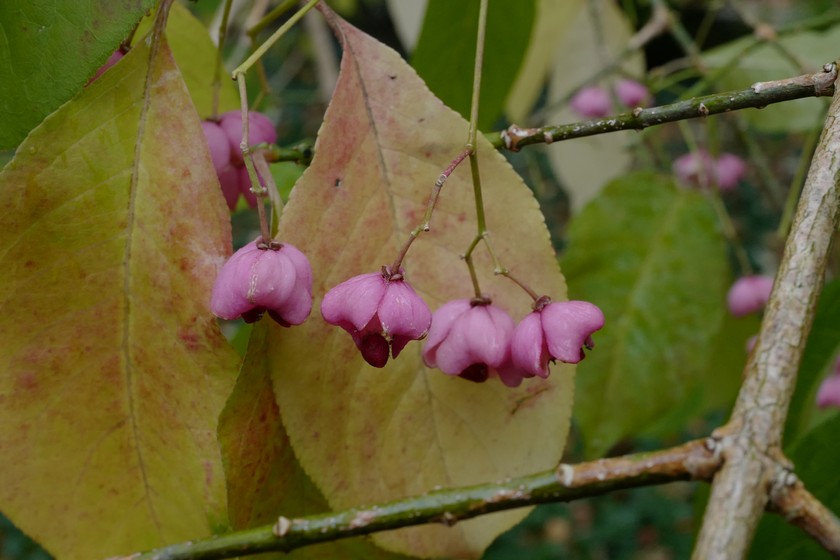 Euonymus hamiltonianus