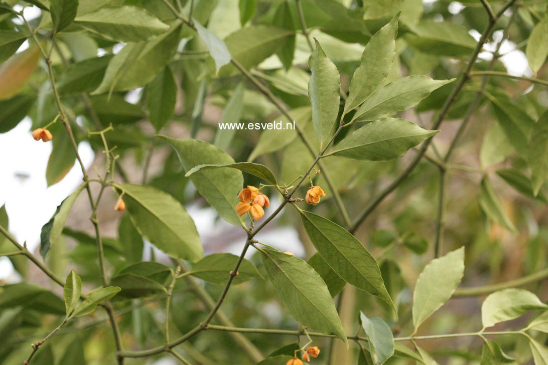 Euonymus myrianthus