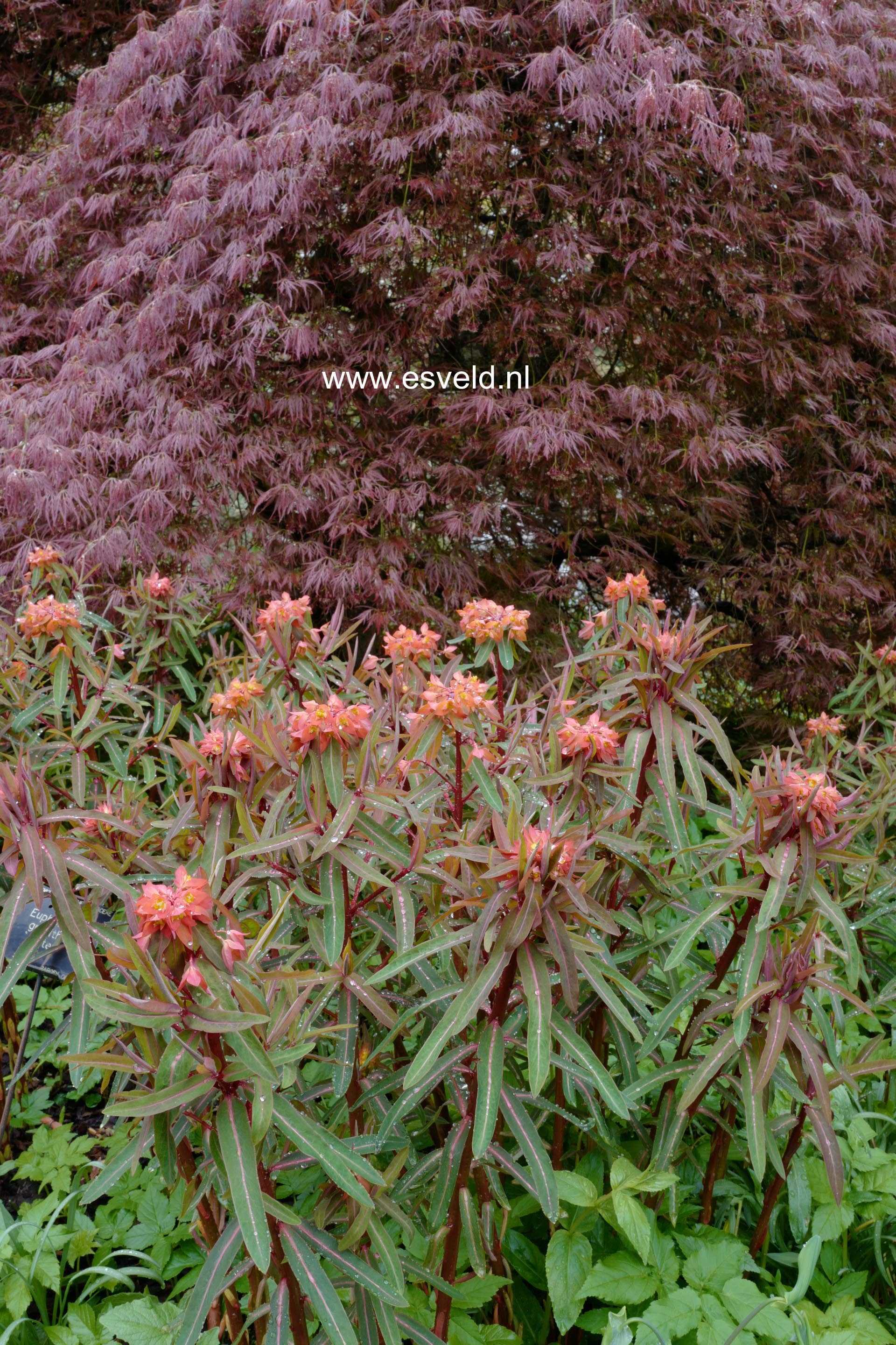 Euphorbia griffithii 'Dixter'