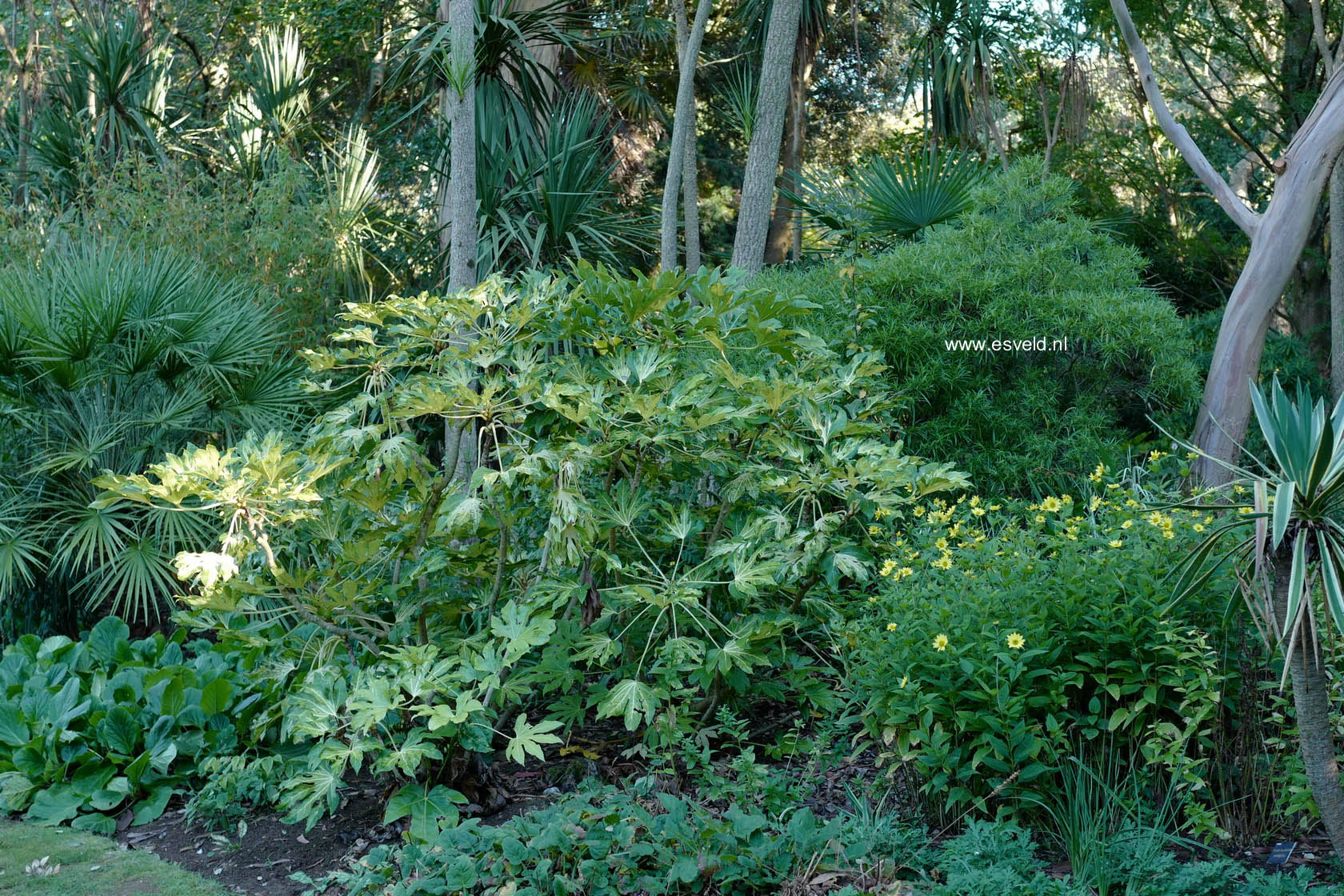 Fatsia japonica 'Variegata'