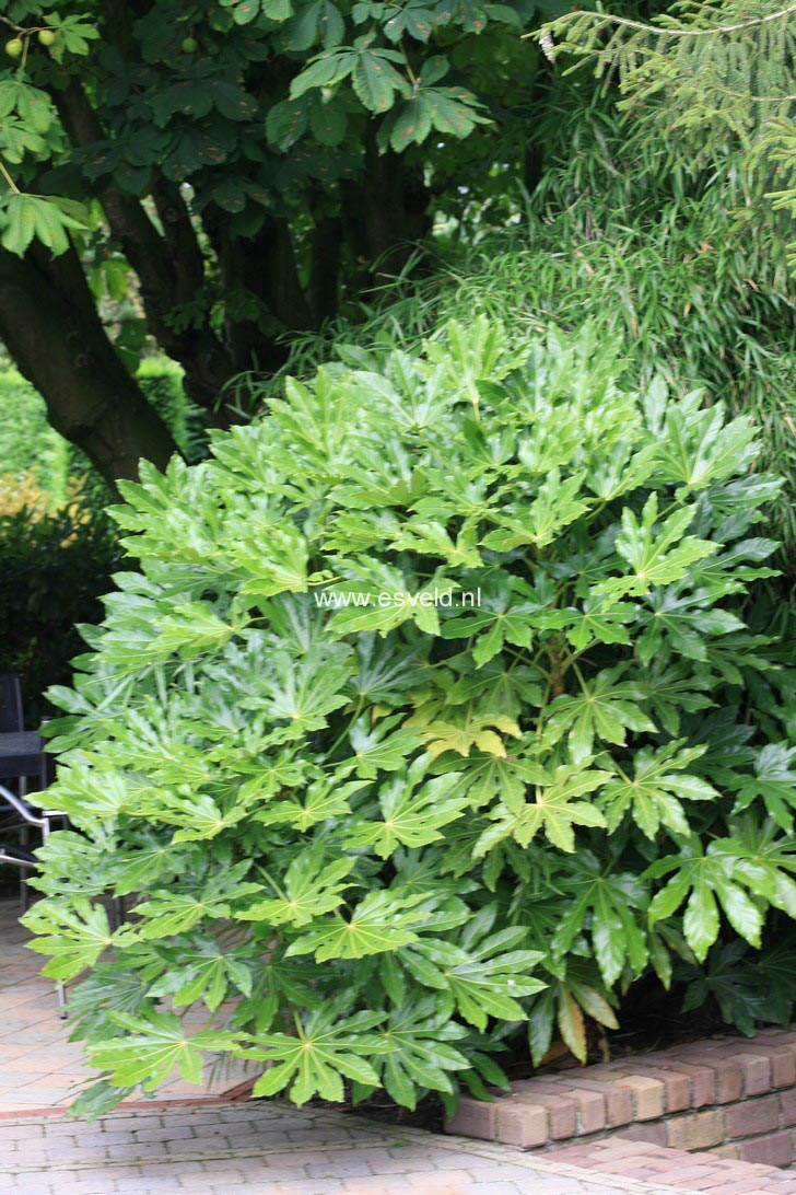 Fatsia japonica