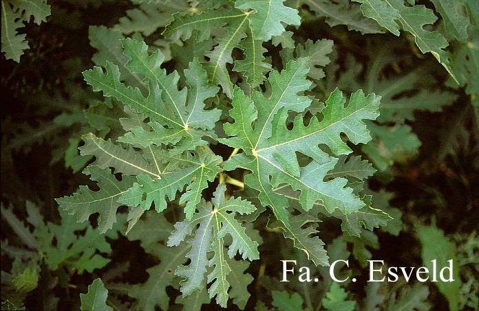 Ficus carica 'Icecrystal'