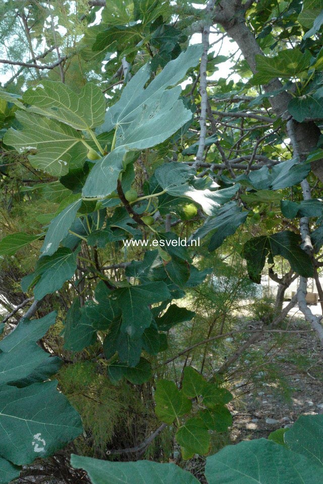 Ficus carica