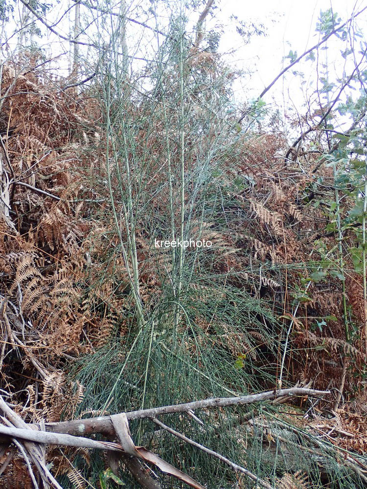 Foeniculum vulgare