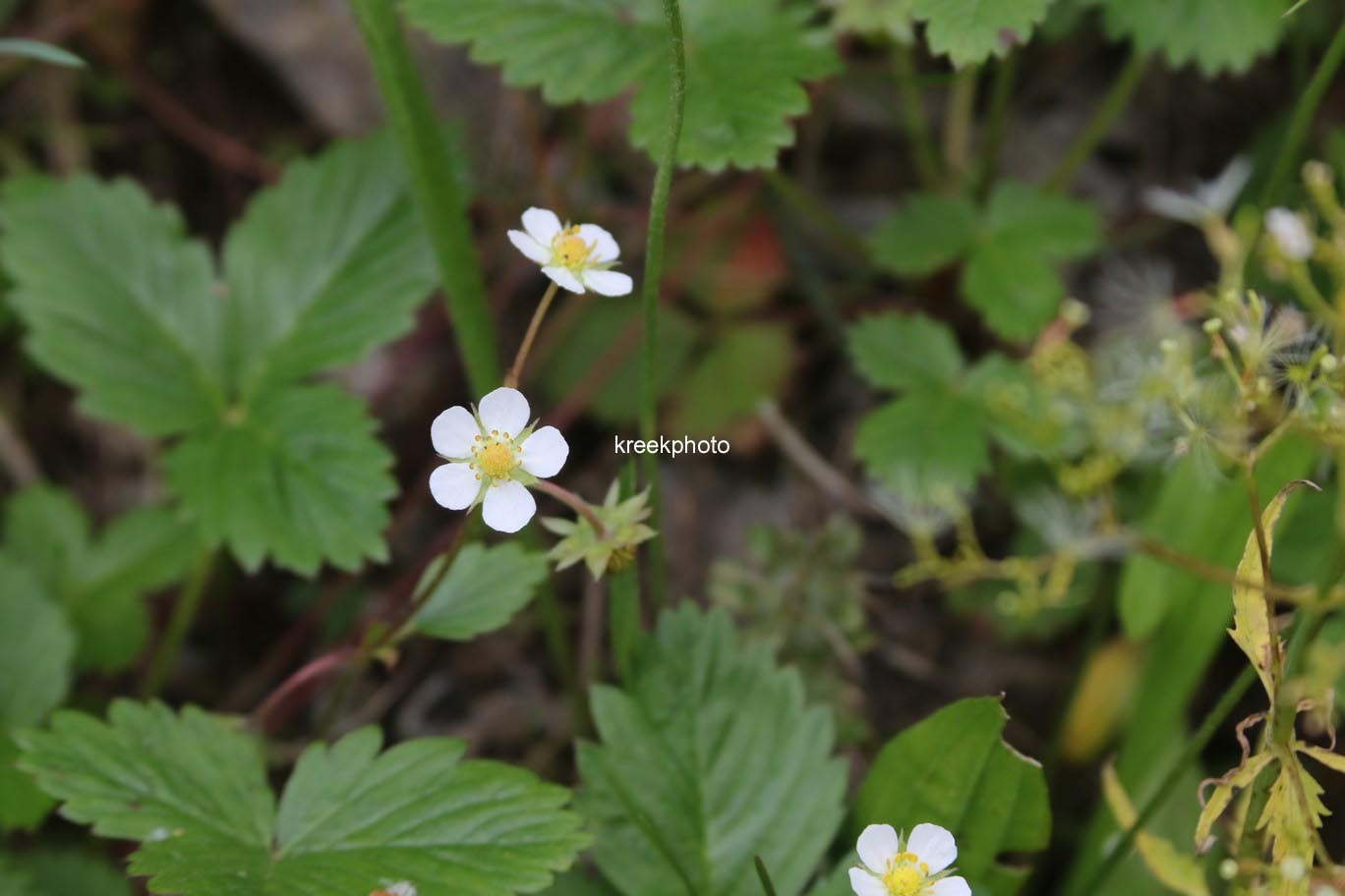 Fragaria vesca