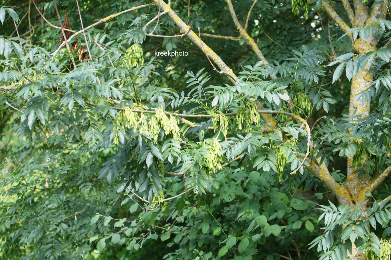 Fraxinus excelsior