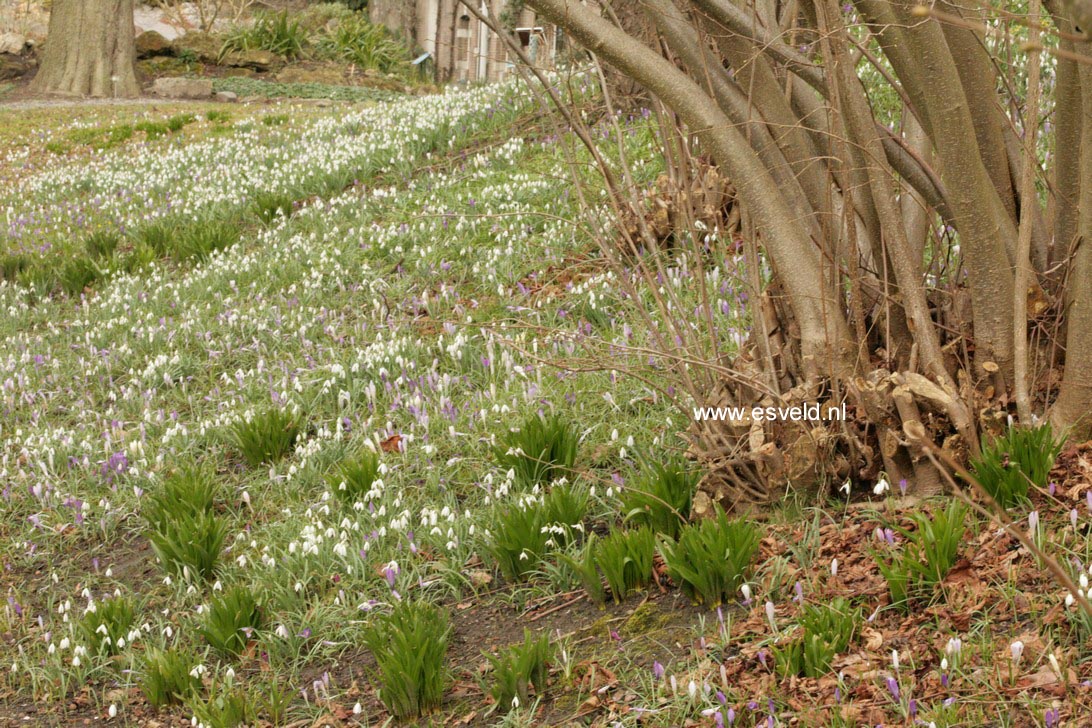 Galanthus nivalis