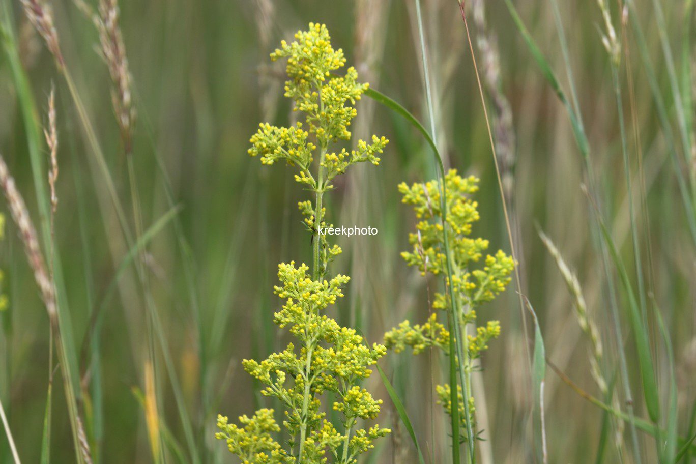 Galium verum