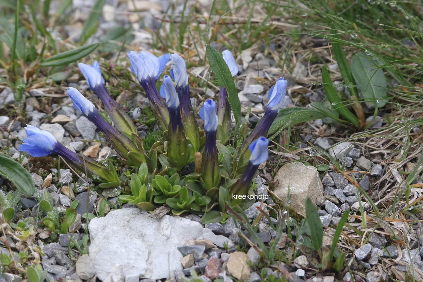 Gentiana verna