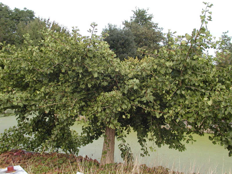 Ginkgo biloba 'Horizontalis'