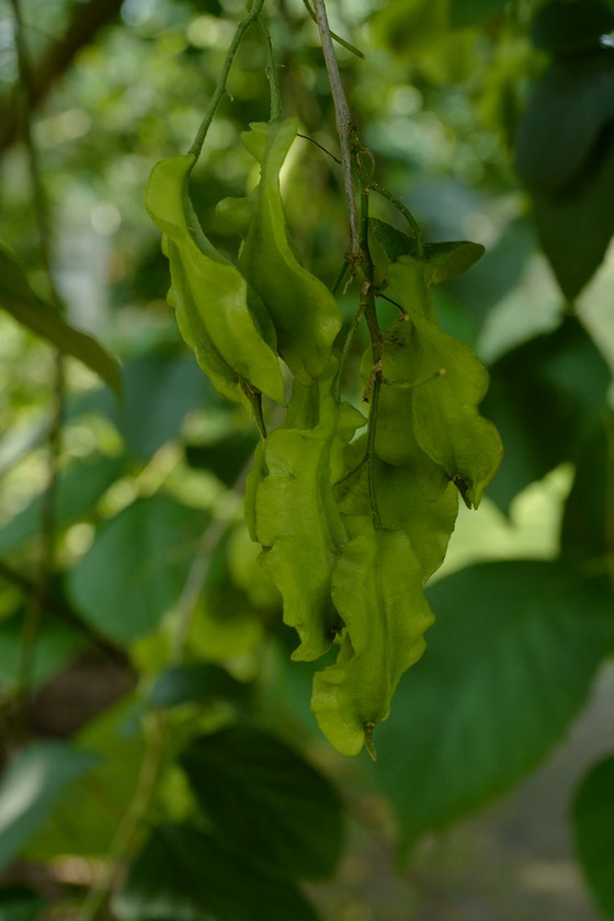 Halesia diptera magniflora