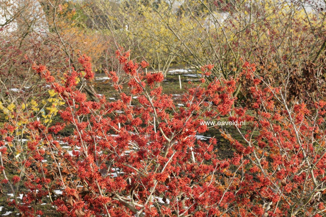 Hamamelis intermedia 'Arnhem'