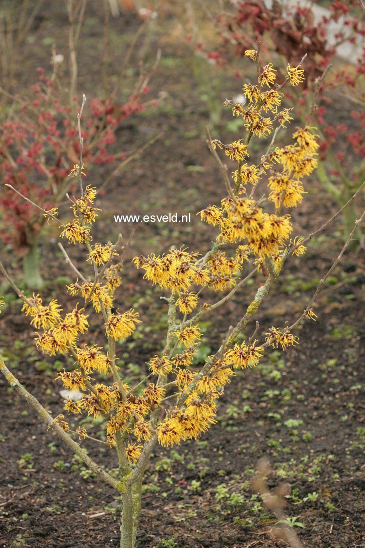 Hamamelis intermedia 'Barmstedt Gold'