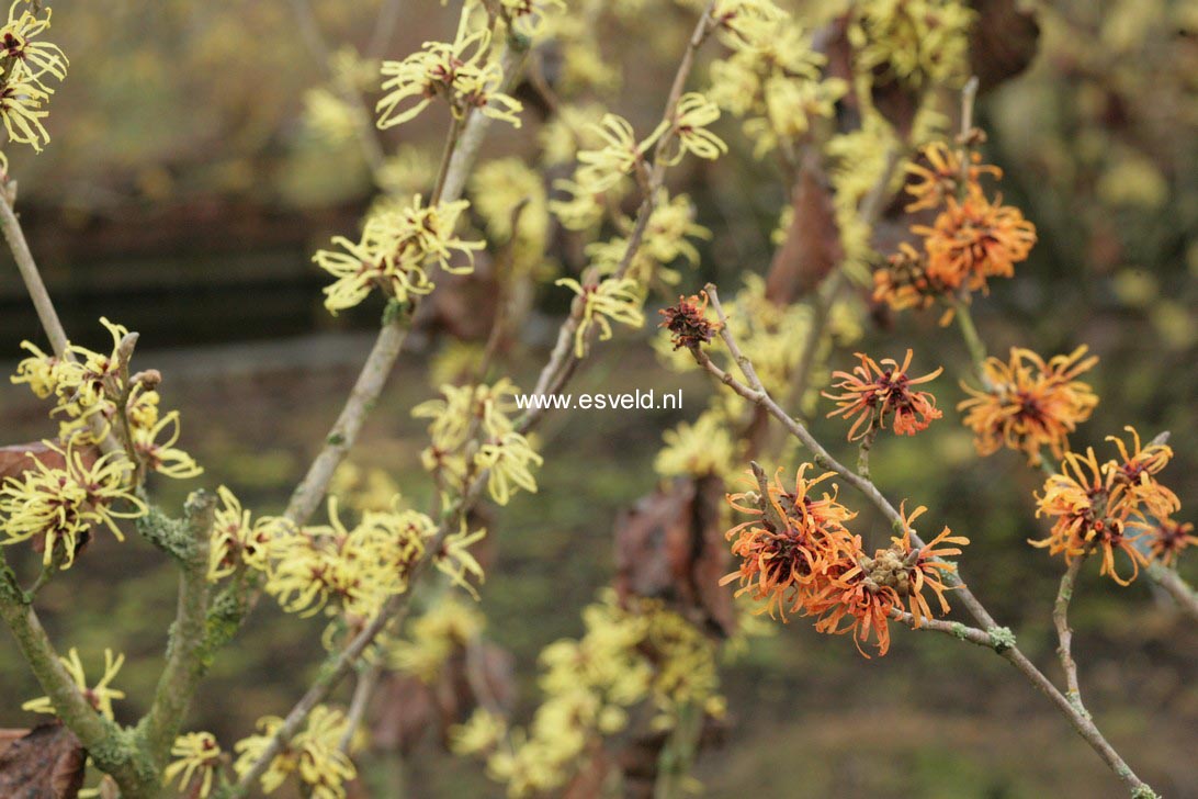 Hamamelis intermedia 'Harry'