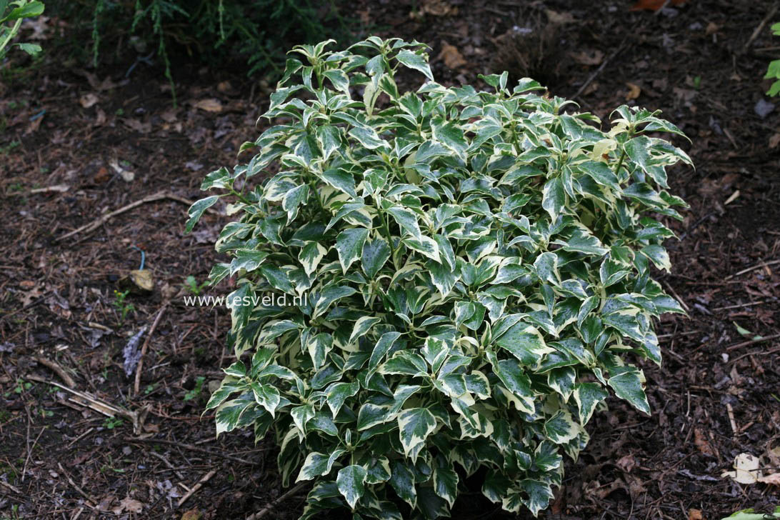 Hedera helix 'Ice Cream'