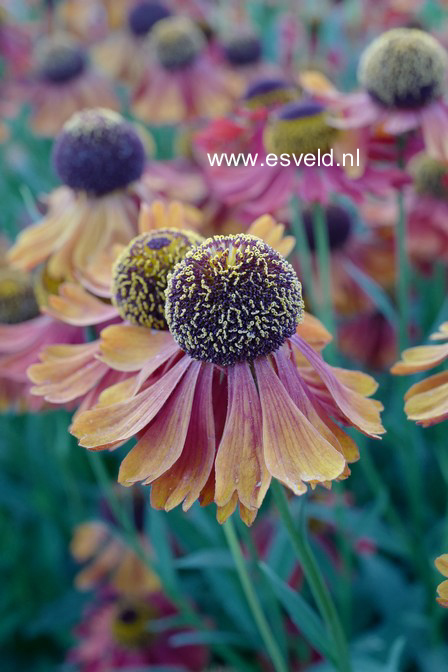 Helenium 'Moerheim Beauty'