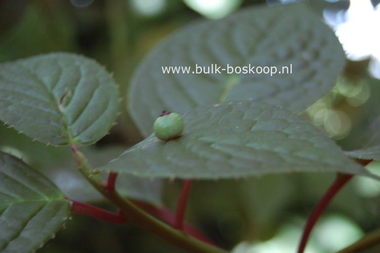 Helwingia japonica Helwingia japonica