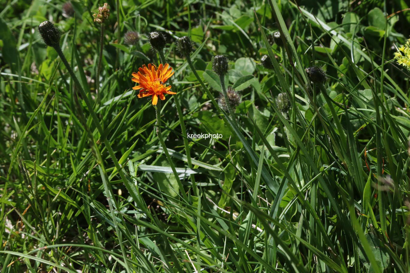 Hieracium aurantiacum