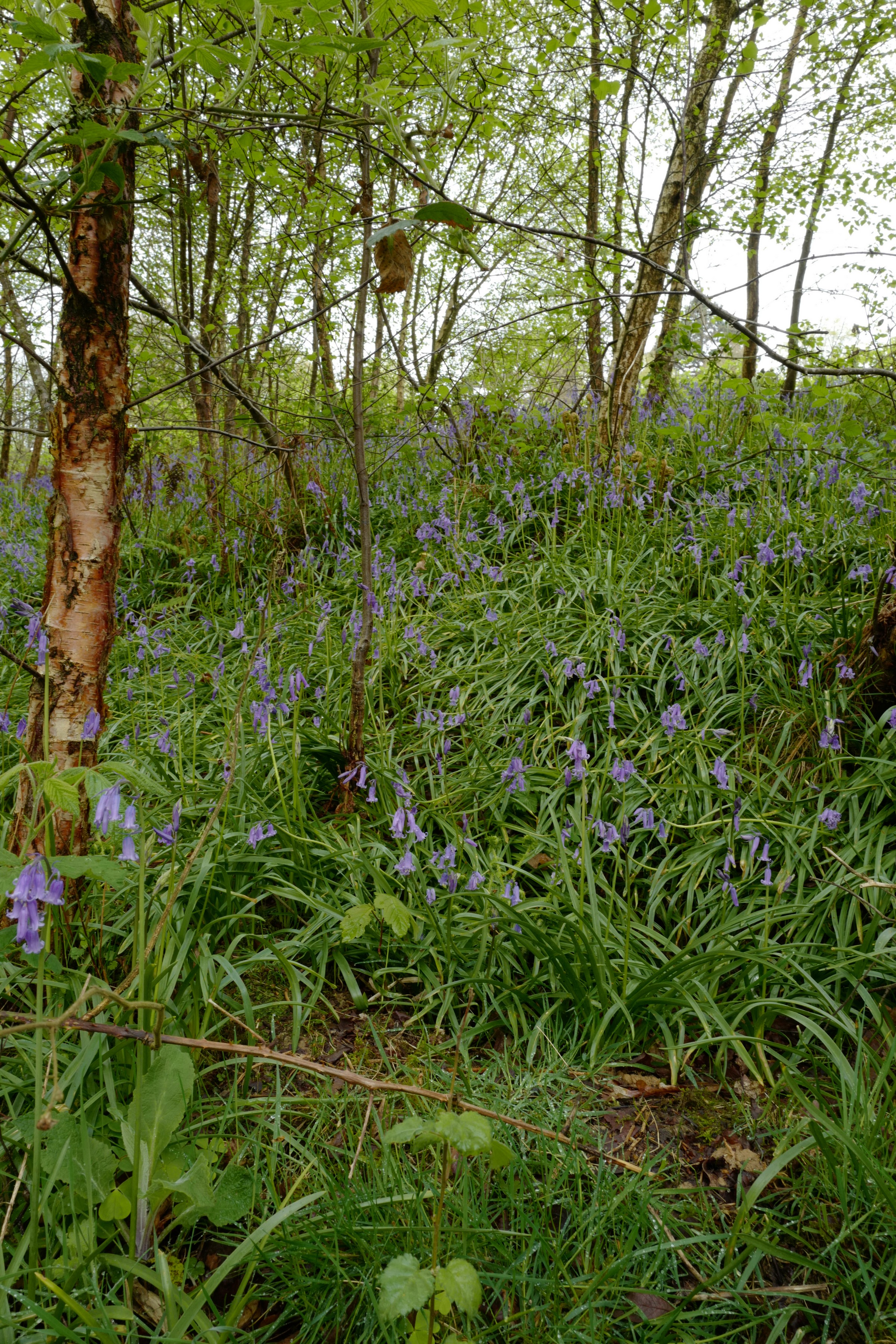 Hyacinthoides non-scripta