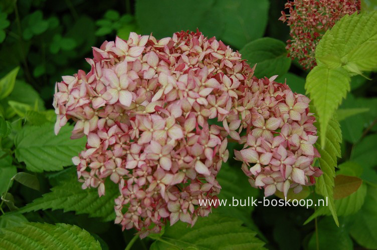 Hydrangea arborescens 'Ncha1' (INVINCIBELLE SPIRIT)