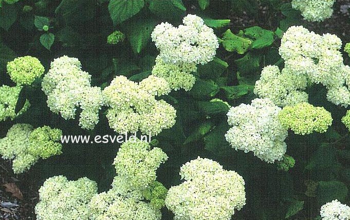 Hydrangea arborescens 'Sterilis'