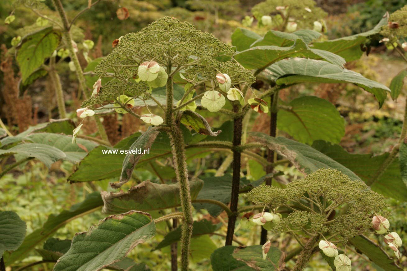 Hydrangea aspera robusta