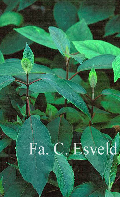 Hydrangea aspera strigosa