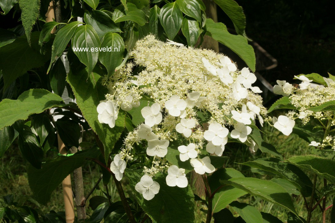 Hydrangea heteromalla 'Jermyn's Lace'