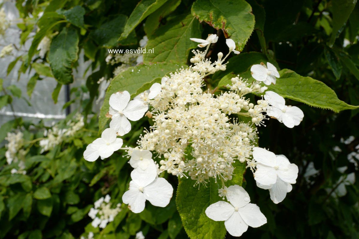 Hydrangea heteromalla 'Morrey's Form'