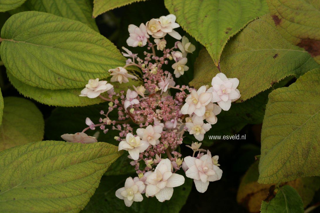 Hydrangea involucrata 'Tokado-yama'
