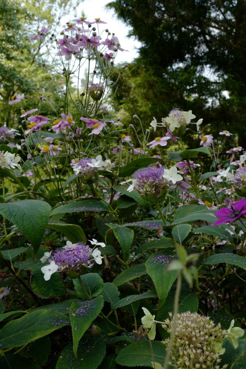 Hydrangea involucrata