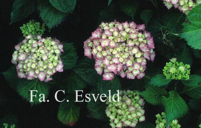 Hydrangea macrophylla 'Altona'