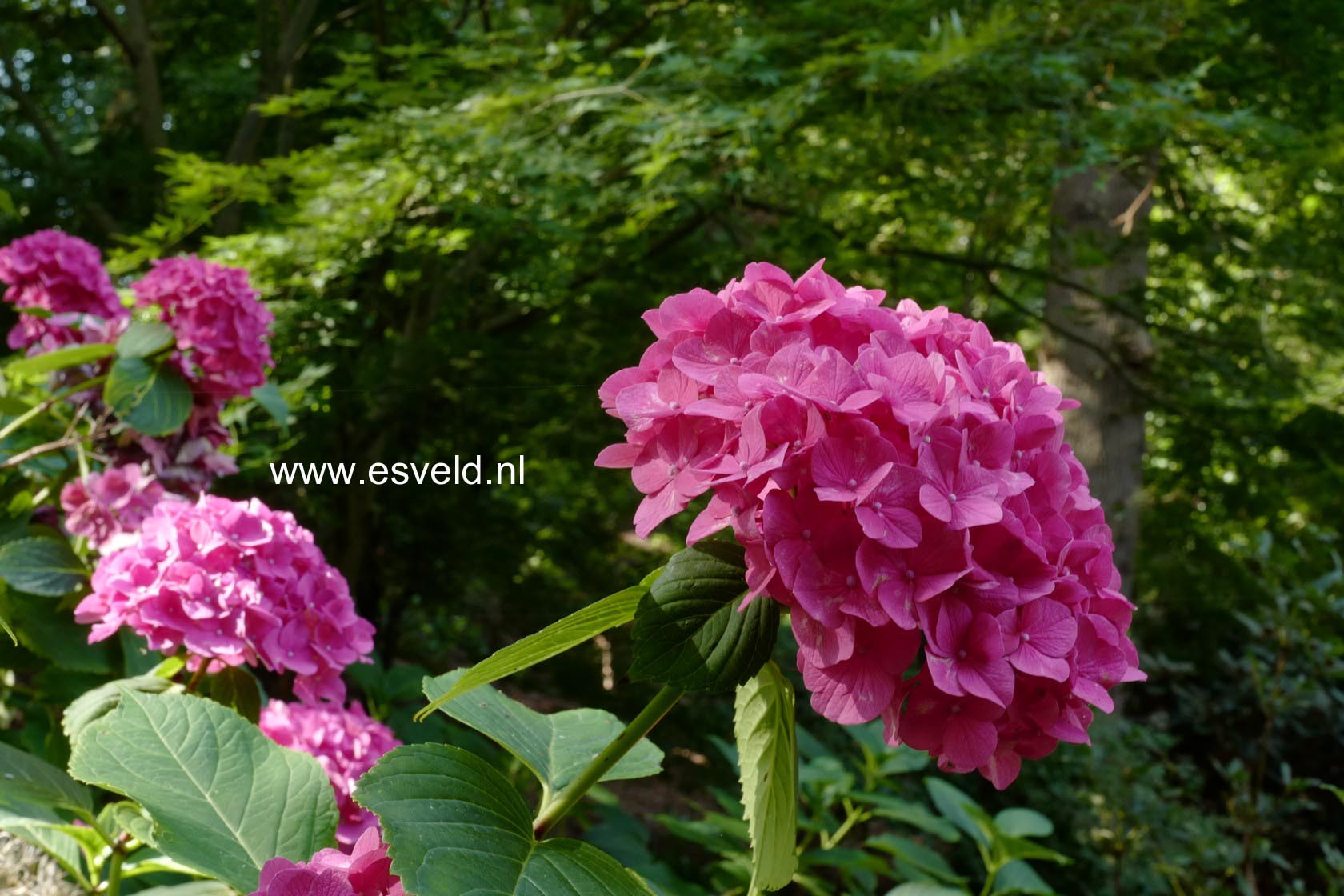 Hydrangea macrophylla 'Armand Draps'