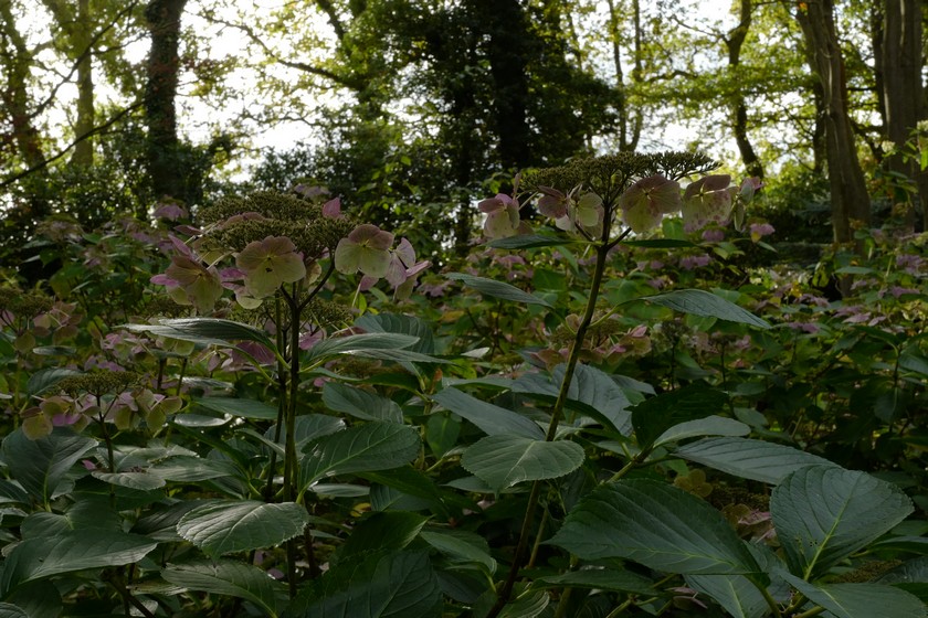 Hydrangea macrophylla 'Blanc Bleu Vasterival'