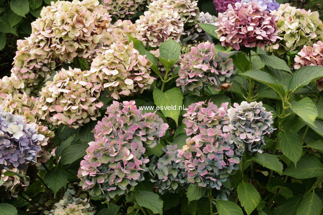 Hydrangea macrophylla 'Bouquet Rose'