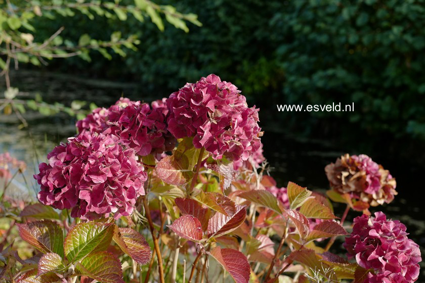 Hydrangea macrophylla 'Enziandom'