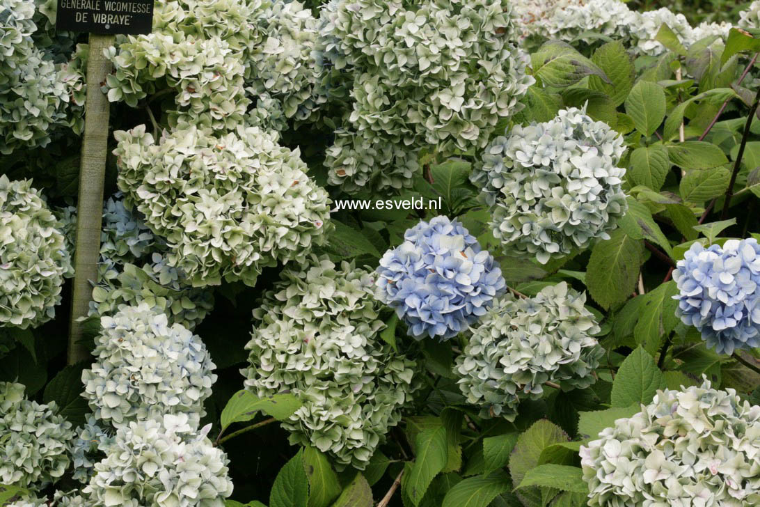 Hydrangea macrophylla 'Generale Vicomtesse de Vibraye'